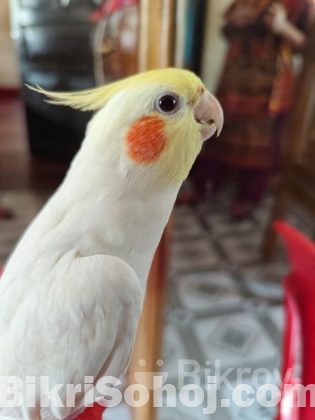 Lutino Cockatiel